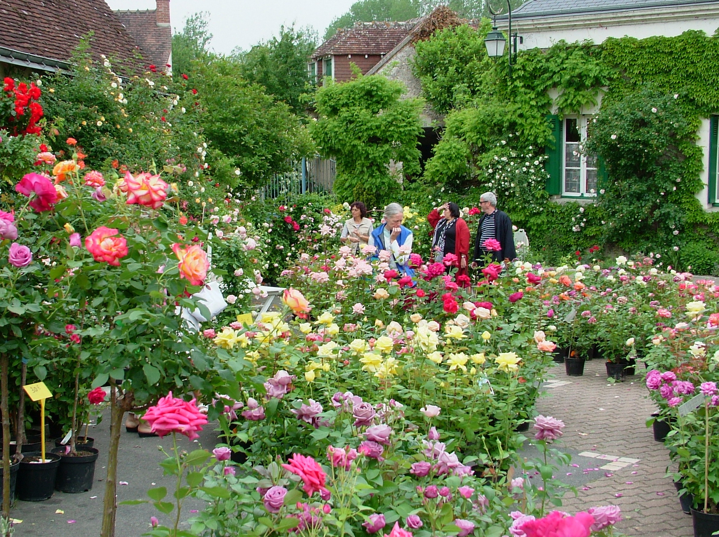 LA fêTE DES ROSES est confirmée